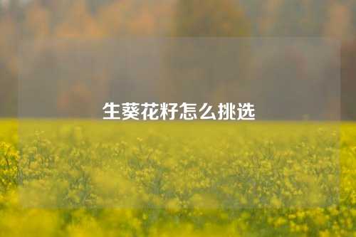 生葵花籽怎么挑选