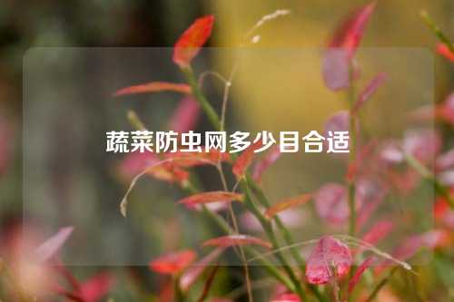 蔬菜防虫网多少目合适