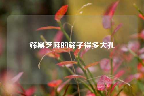 筛黑芝麻的筛子得多大孔