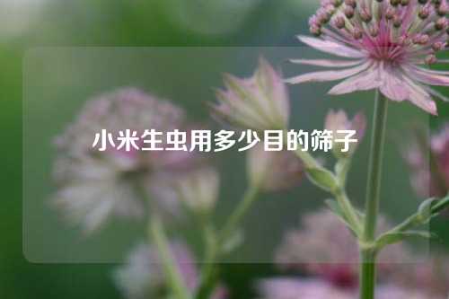 小米生虫用多少目的筛子