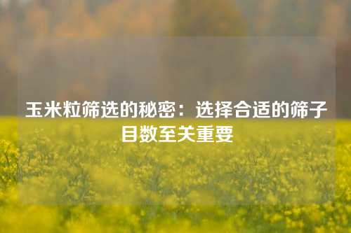 玉米粒筛选的秘密：选择合适的筛子目数至关重要